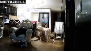 Gorgeous Korean girlfriend gets fucked
