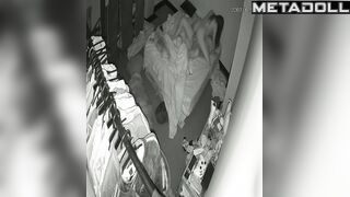 They fucking on the bed beside their cute fluffy friend